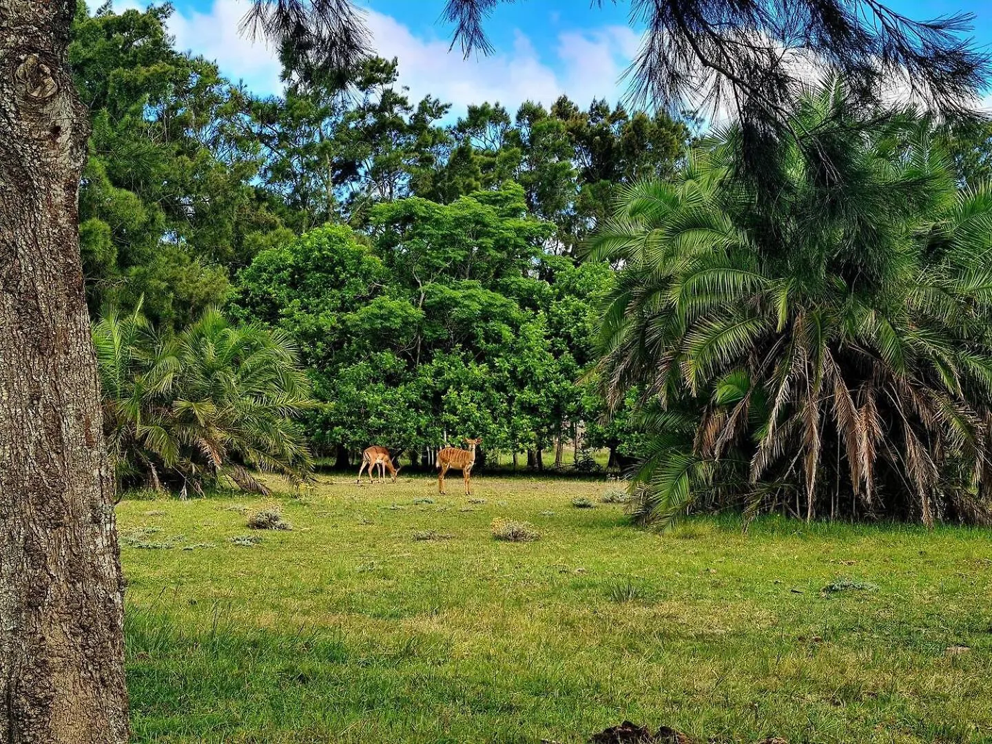 农家乐 Wild Paradise Farmstay Lorraine 南非